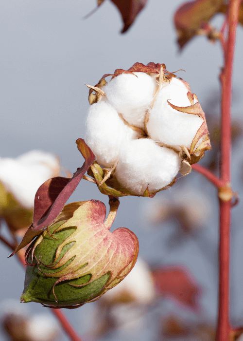 Cotton